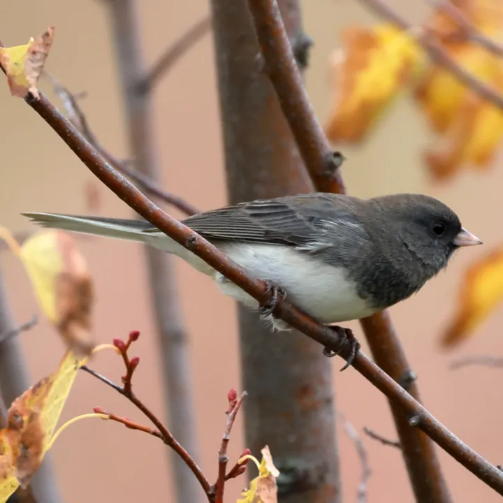 Dark-eyed Junco