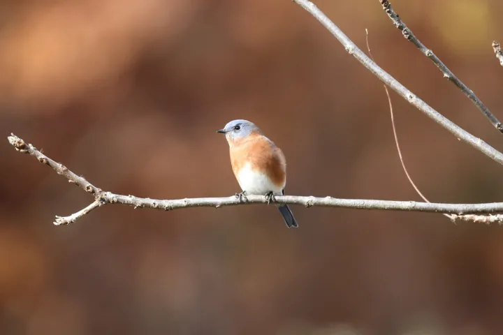 Eastern Bluebird