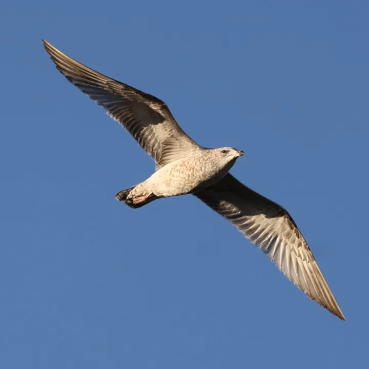 Ring-billed Gull