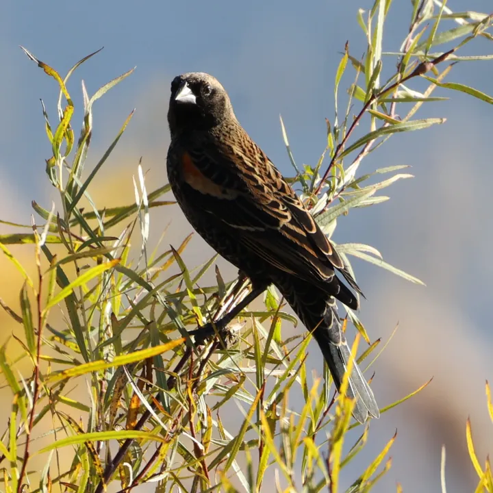 Red-winged Blackbird