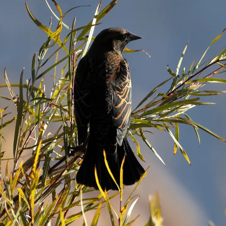 Red-winged Blackbird