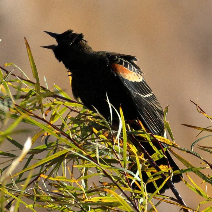 Red-winged Blackbird