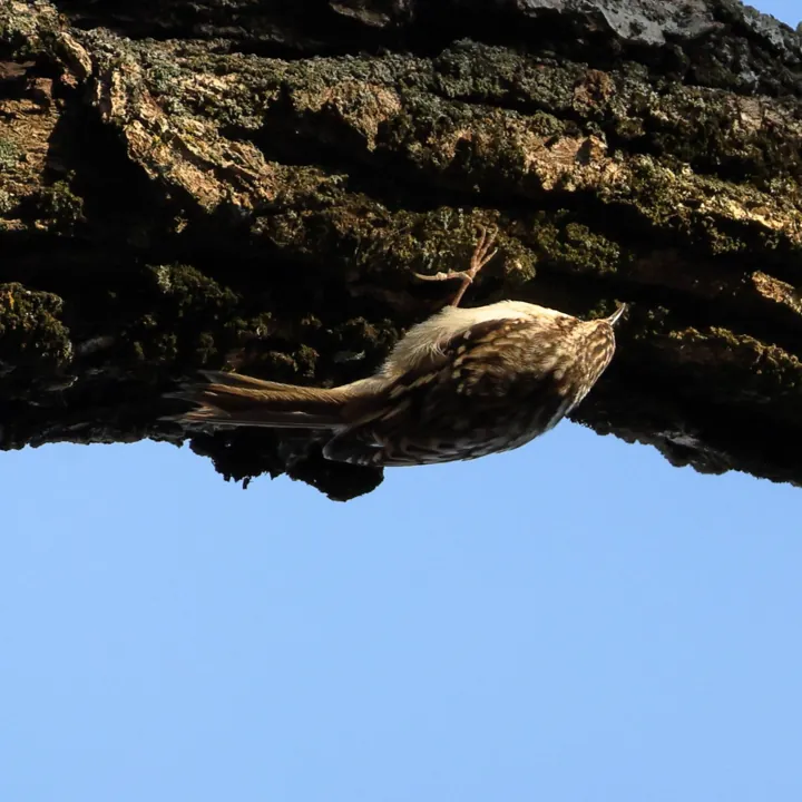 Brown Creeper