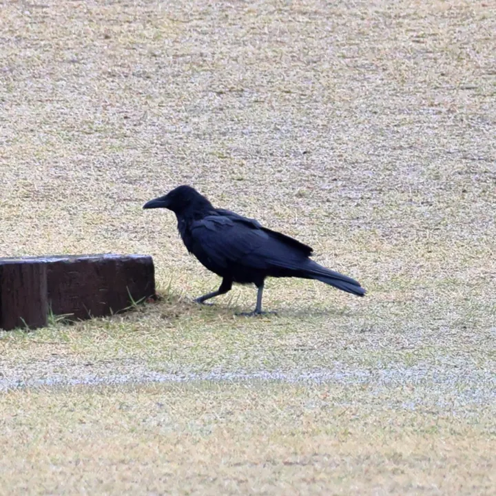 Carrion Crow