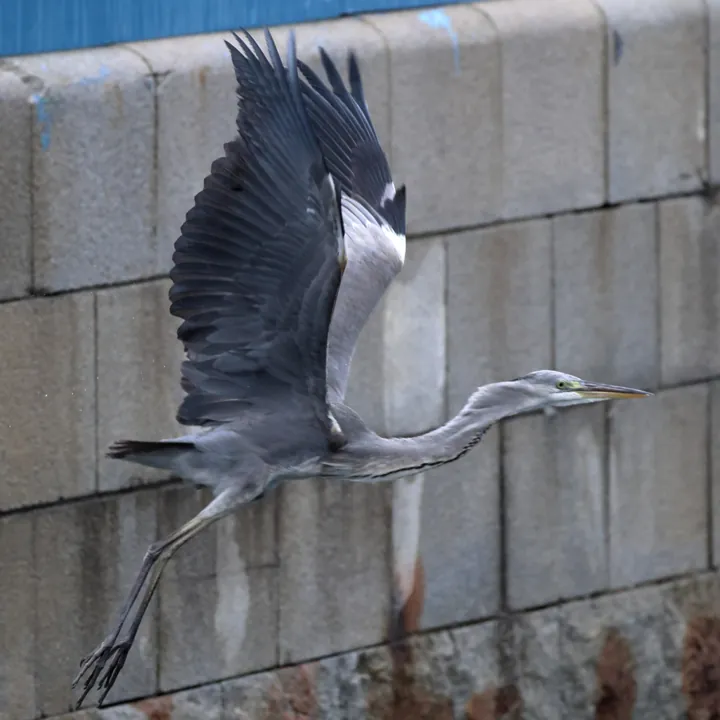 Gray Heron