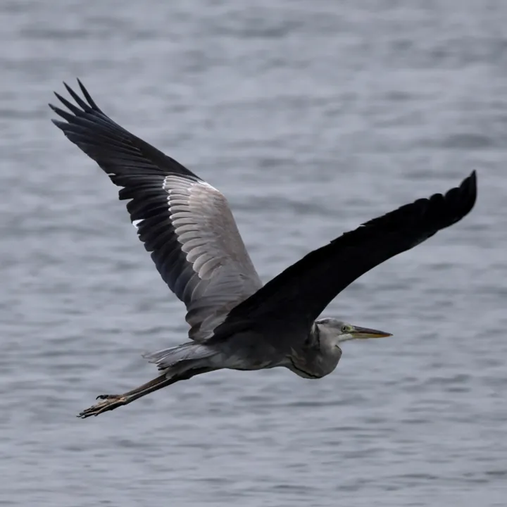Gray Heron