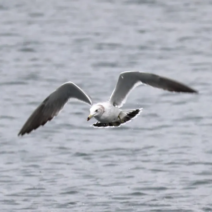 Black-tailed Gull