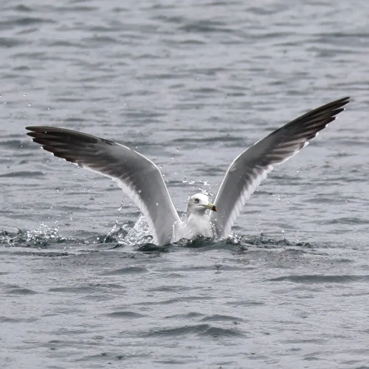 Black-tailed Gull