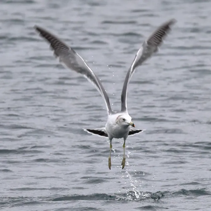 Black-tailed Gull
