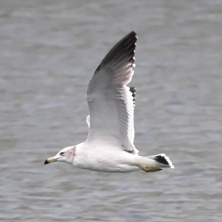 Black-tailed Gull