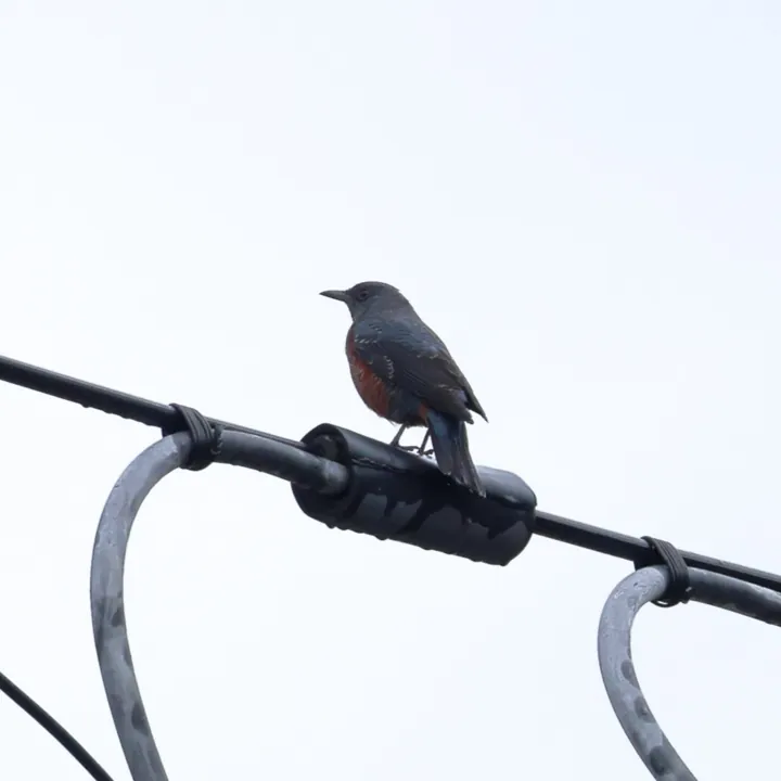 Blue Rock-Thrush