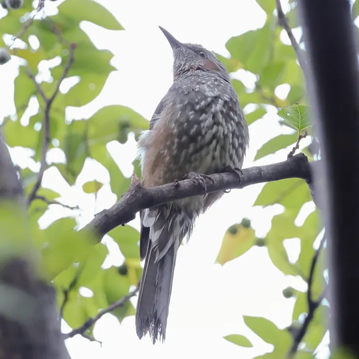 Brown-eared Bulbul