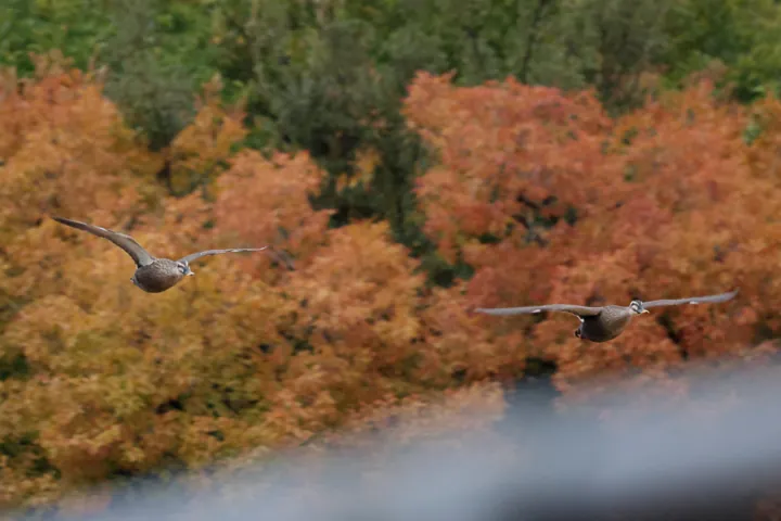 Eastern Spot-billed Duck