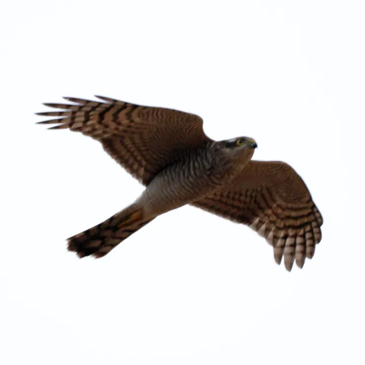 Eurasian Sparrowhawk