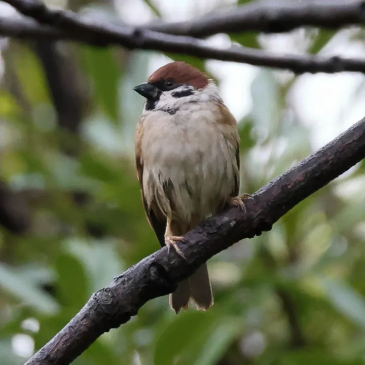 Eurasian Tree Sparrow