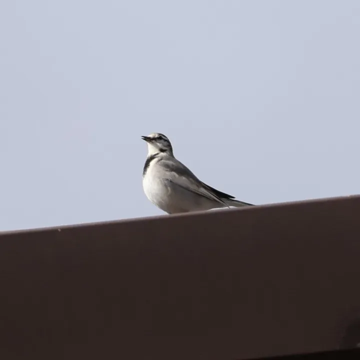White Wagtail