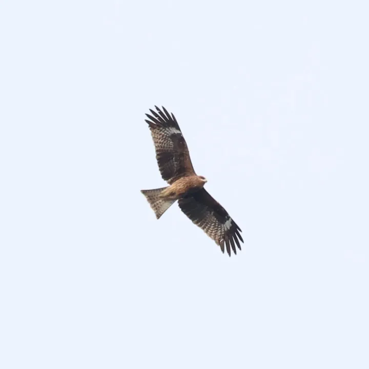 Black Kite
