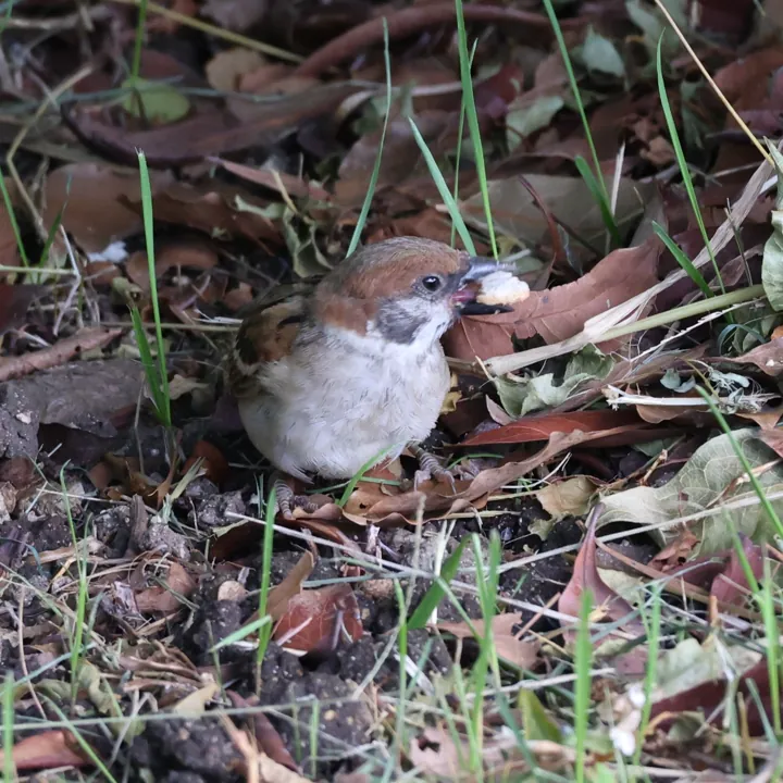 Eurasian Tree Sparrow