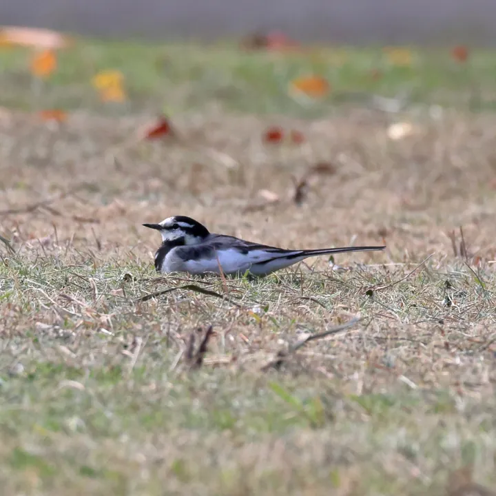 White Wagtail