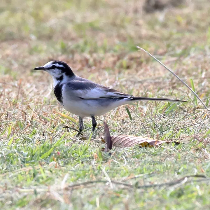 White Wagtail
