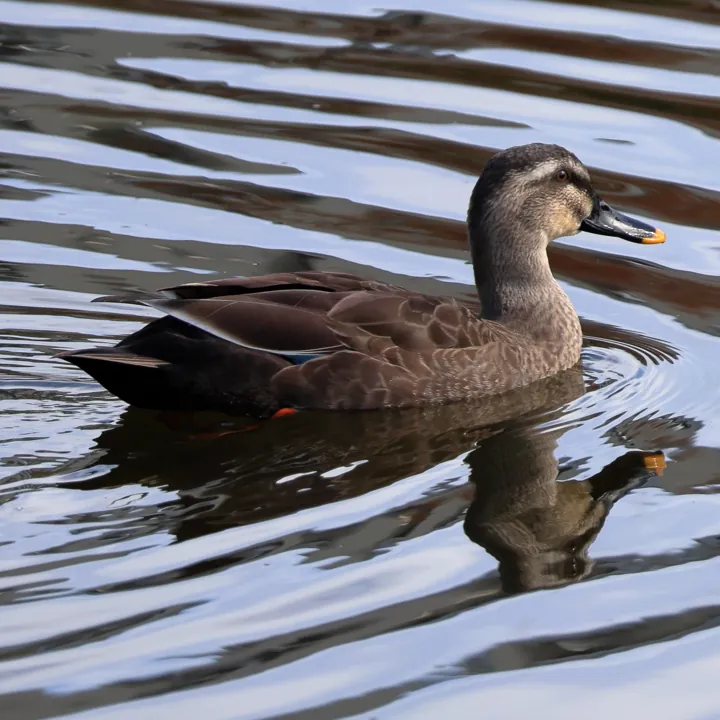 Eastern Spot-billed Duck