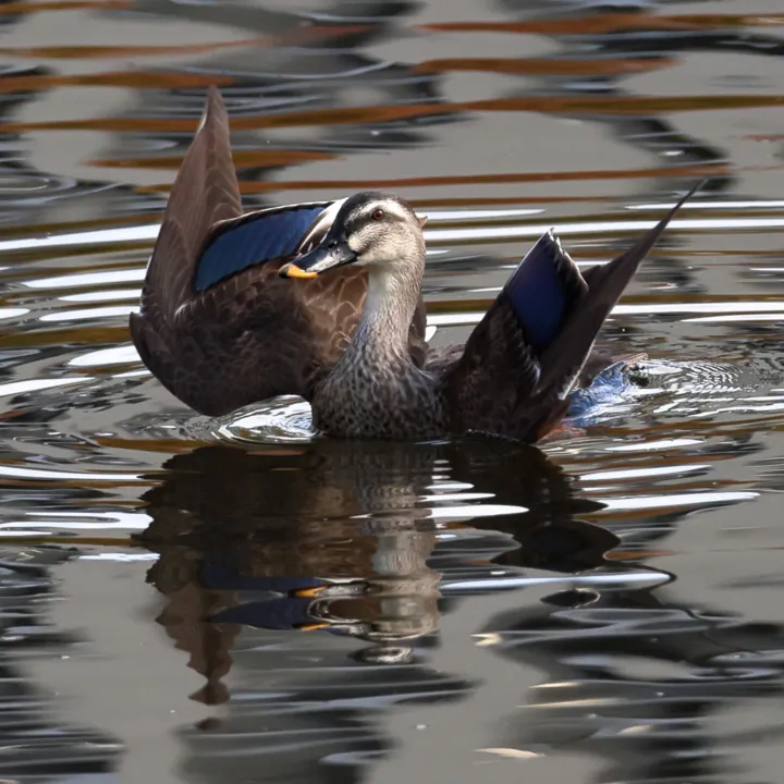 Eastern Spot-billed Duck