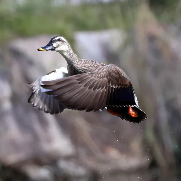 Eastern Spot-billed Duck