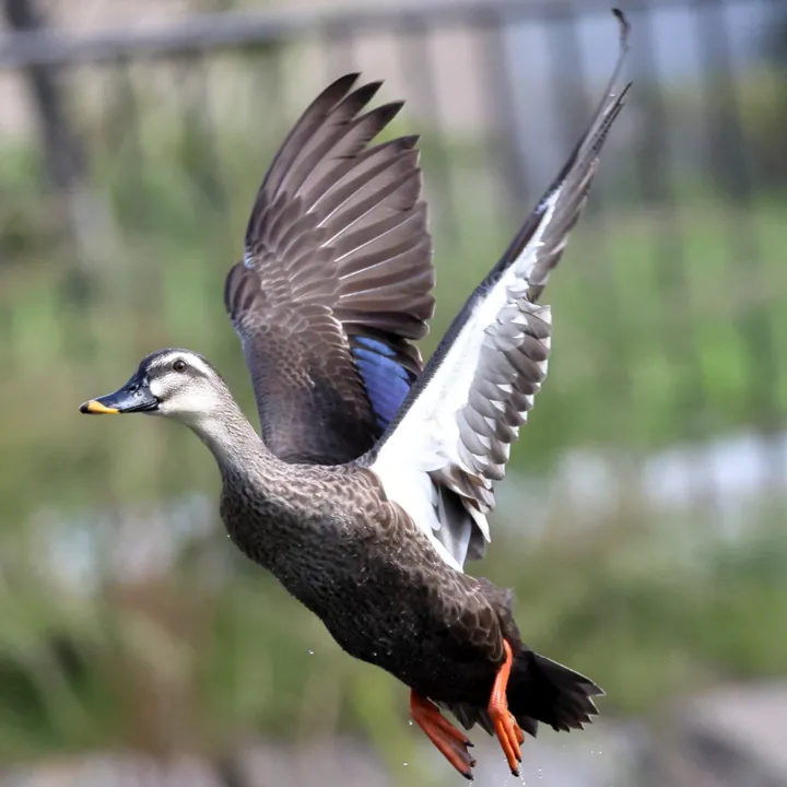 Eastern Spot-billed Duck