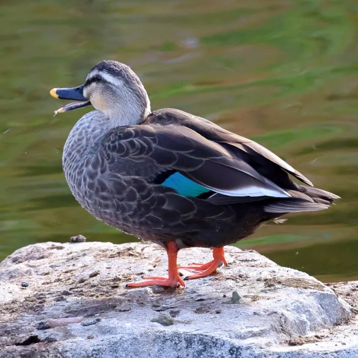 Eastern Spot-billed Duck