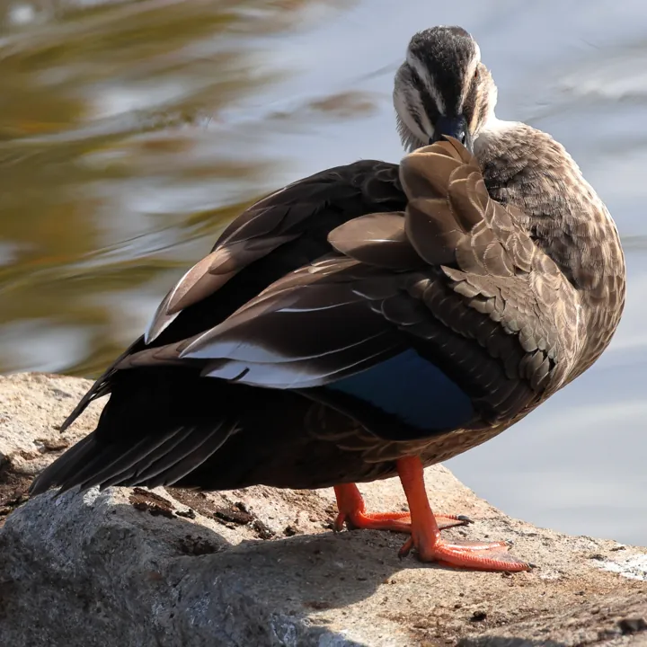 Eastern Spot-billed Duck