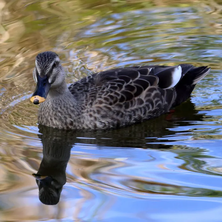 Eastern Spot-billed Duck