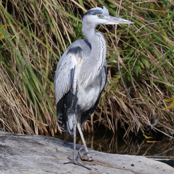 Gray Heron