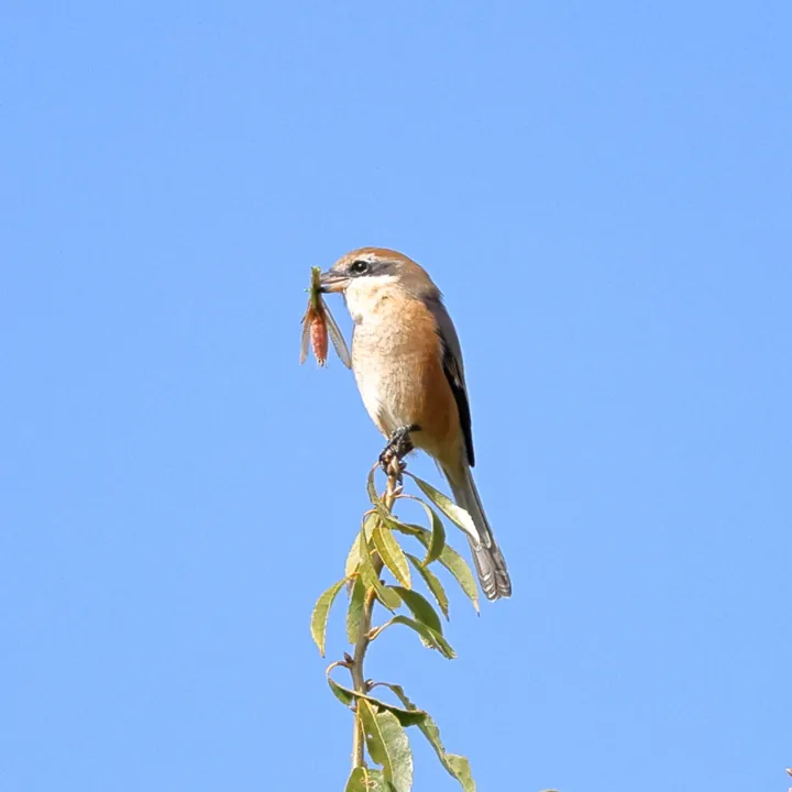 Bull-headed Shrike