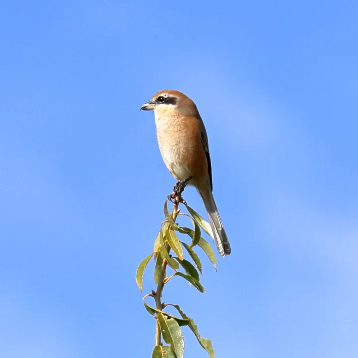 Bull-headed Shrike