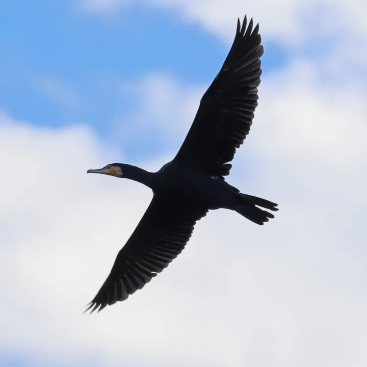 Great Cormorant