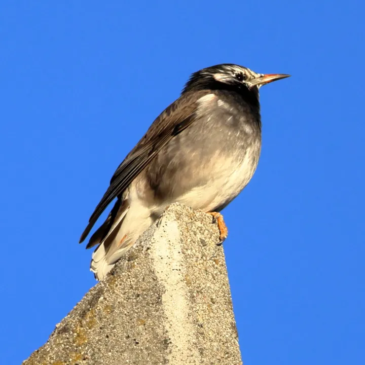 White-cheeked Starling