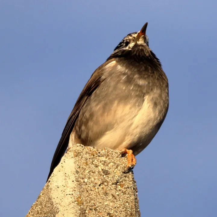White-cheeked Starling