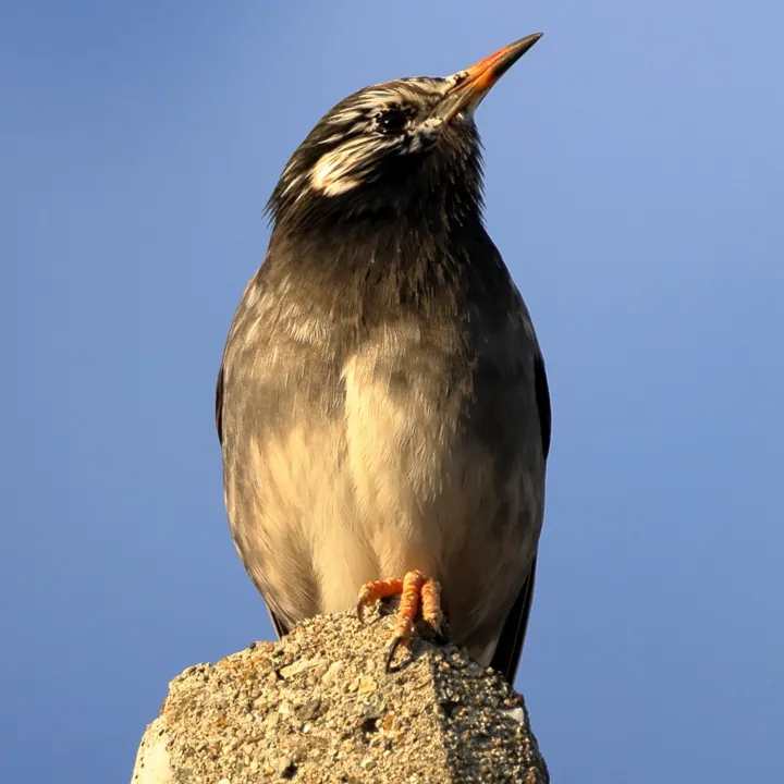 White-cheeked Starling