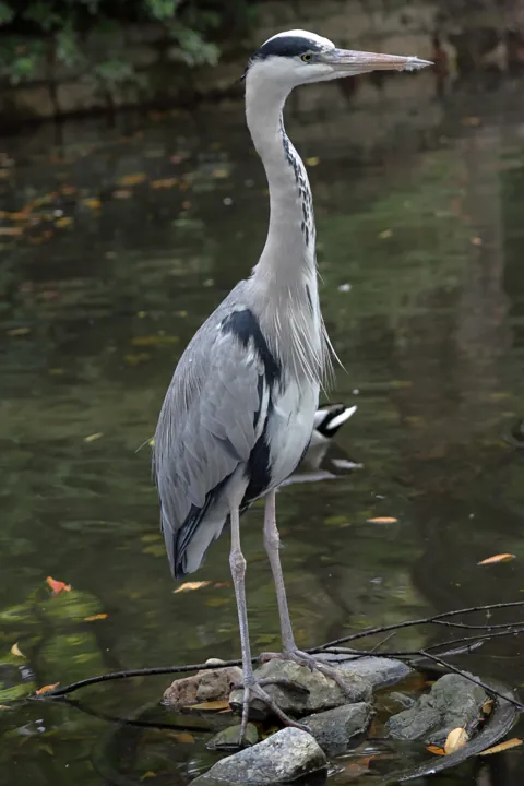 Gray Heron