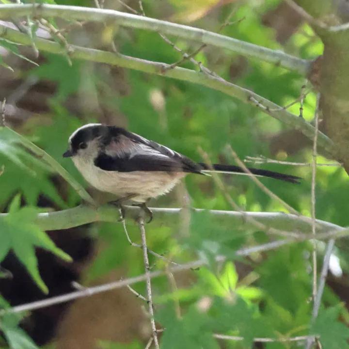 Long-tailed Tit
