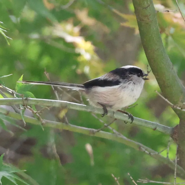 Long-tailed Tit