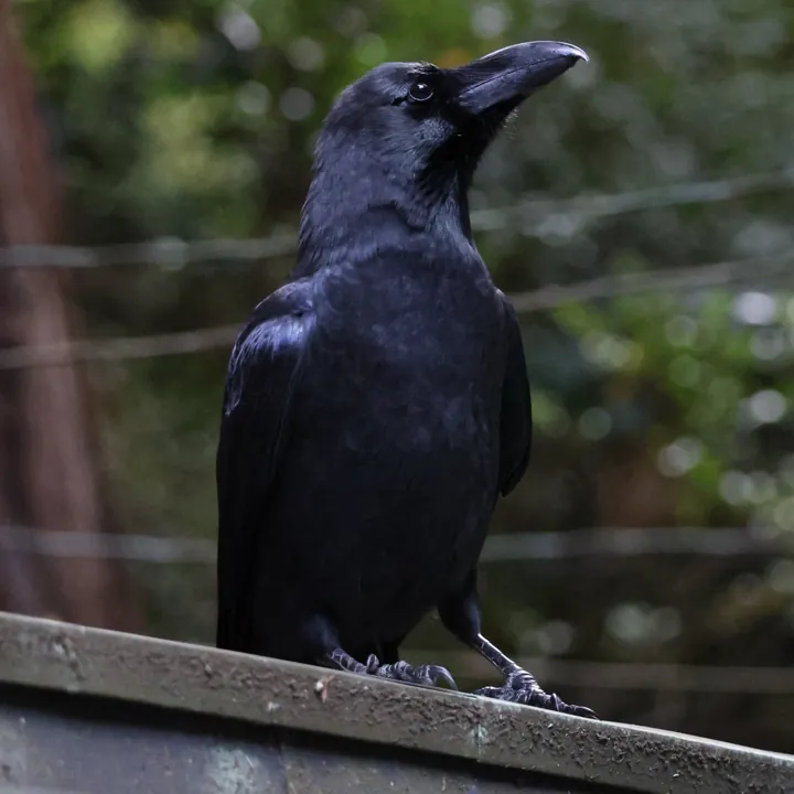 Large-billed Crow