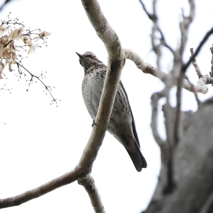 Dusky Thrush