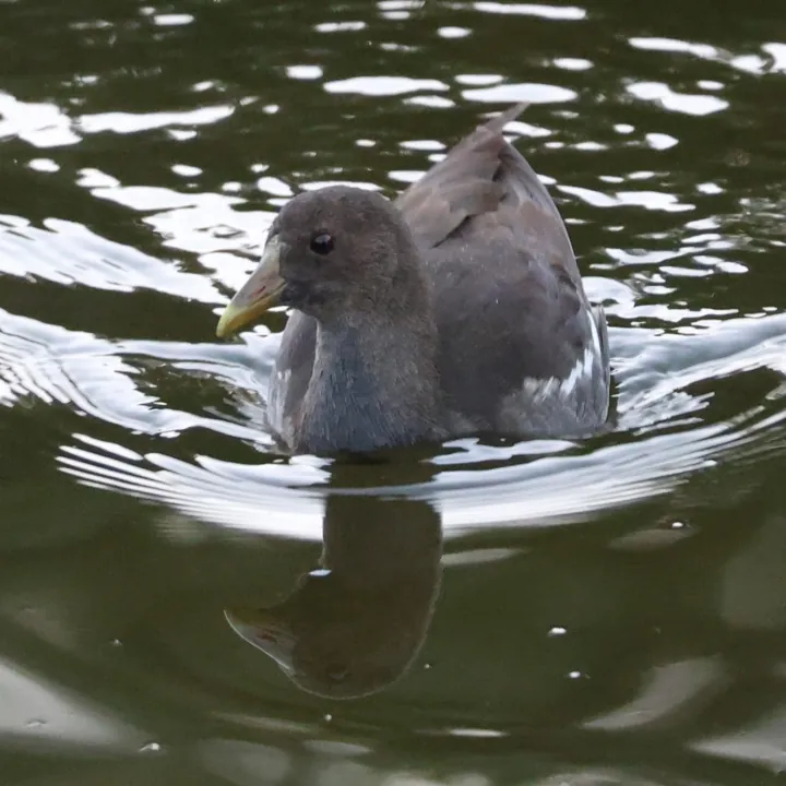 Eurasian Moorhen