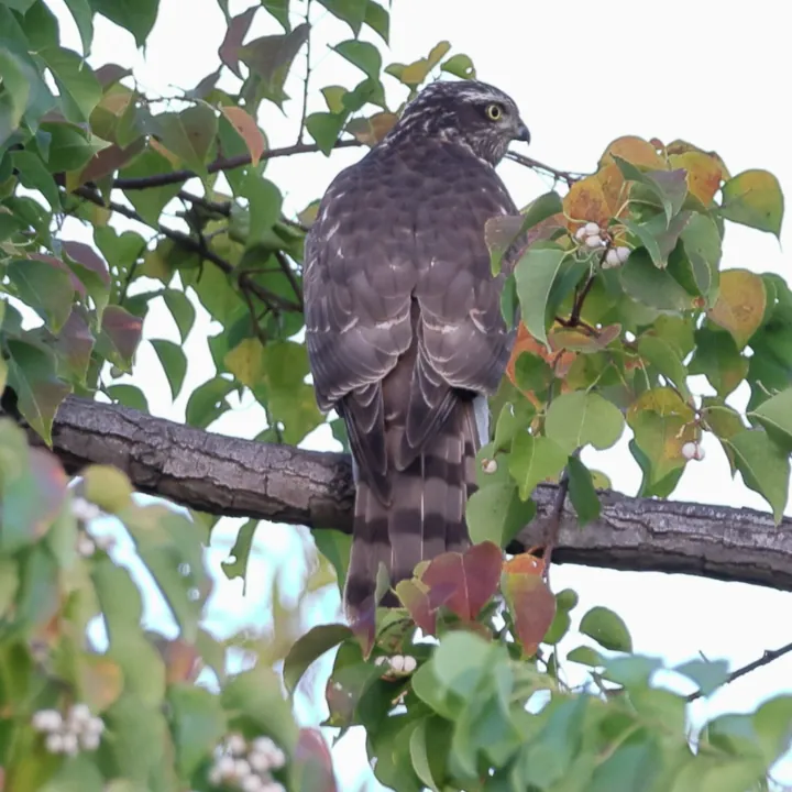 Eurasian Sparrowhawk