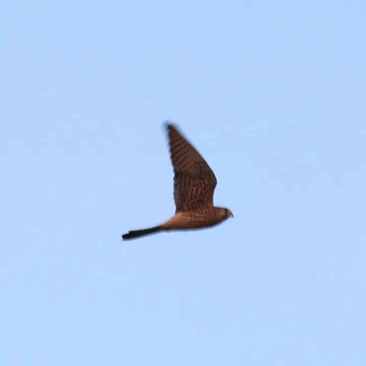 Eurasian Kestrel