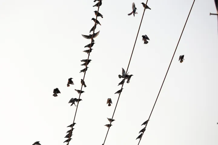 White-cheeked Starling