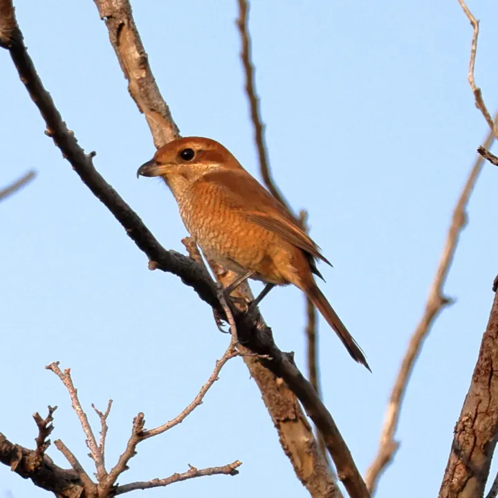 Bull-headed Shrike