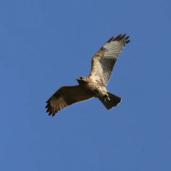 Eastern Buzzard