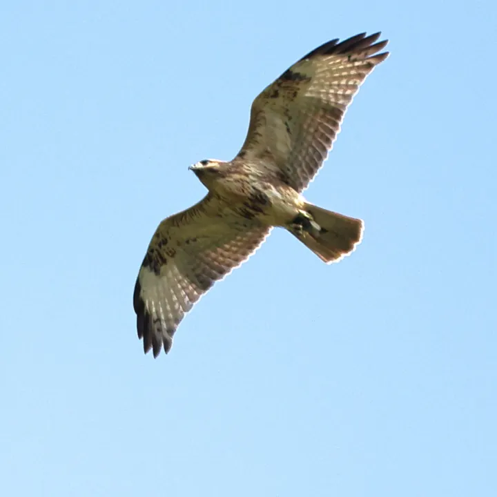 Eastern Buzzard